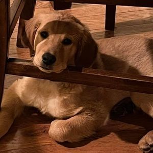 Meet your Posher, Frank